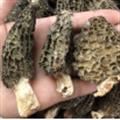 【满包邮】羊肚菌 选货 云南精品 买好货 选德音 规范标准 三证齐全 全品类药材一站购齐