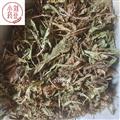 蒲公英 家种蒲公英统货 产地 山东省 过筛发货
