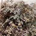 白毛夏枯草，筋骨草，紫背金盘，散血草，四川正品，纯野生