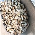 白芍 白芍圆片中小统片0.2-1.6 产地 安徽省