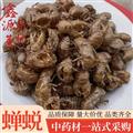 蝉蜕 未水洗 净货不带土 蝉蜕统货 产地 山东省