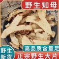 秦岭山区道地野生知母 之母 毛知母 新货日晒