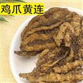 黄连 精选 鸡爪黄连 产地 四川省