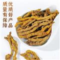 黄连 精选黄连单枝 产地 四川省