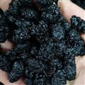 桑葚子 精选食用桑葚 桑椹大选货 产地 四川省 地道药材  天一百草药业
