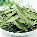 甜叶菊 茶用甜叶菊 统 产地 安徽省 质量保证 量大从优