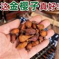 秦岭山区道地野生金樱子 正品蜂糖罐 新货精选