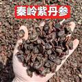 秦岭山区道地丹参 正品紫丹参 发货丹参 新货精选
