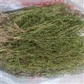 百蕊草百乳草麦黄草细须草青龙草段统货产地 河南