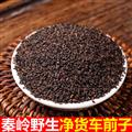 秦岭山区道地野生车前子 正品车前草子  炒车前子  新货精选