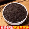 秦岭山区道地野生车前子 正品车前草子  炒车前子  新货精选