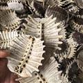 鳖甲 生鳖甲 甲鱼壳 选 产地 湖北省 质量保证 量大从优