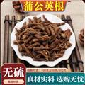 秦岭山区道地蒲公英根 正品婆婆丁根 新货精选