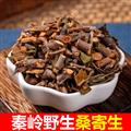 秦岭山区道地野生桑寄生 正品槲寄生 新货精选