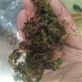 灵吉药业  回心草 别名：太阳草 回春草 岩谷伞  道地药材  真正品质  优质优价