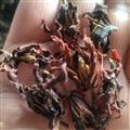 灵吉药业 紫玉兰花 玉兰花 别名：木笔 辛夷 道地药材 货真价实 